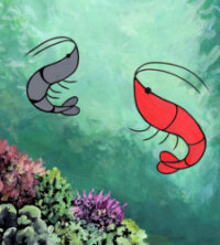 Poster for the manga Shrimp Manga